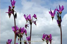 Dodecatheon meadia 'Queen Victoria'