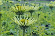 Echinacea purpurea 'Green Jewel'