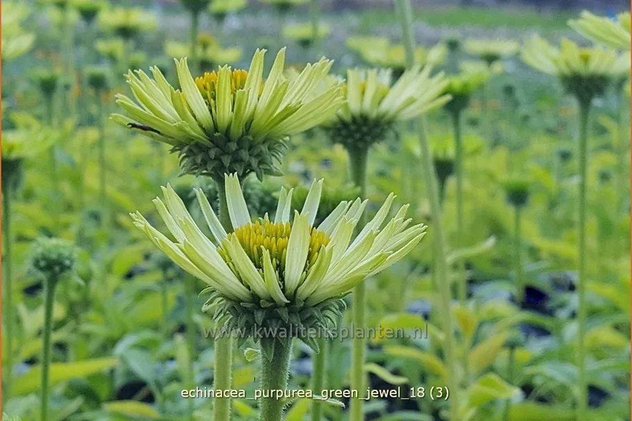 Echinacea purpurea 'Green Jewel'