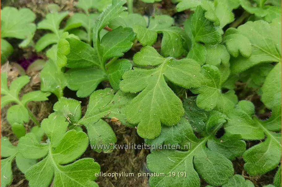 Ellisiophyllum pinnatum