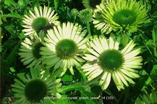 Echinacea purpurea 'Green Jewel'