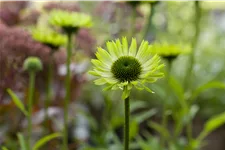 Echinacea purpurea 'Green Jewel'
