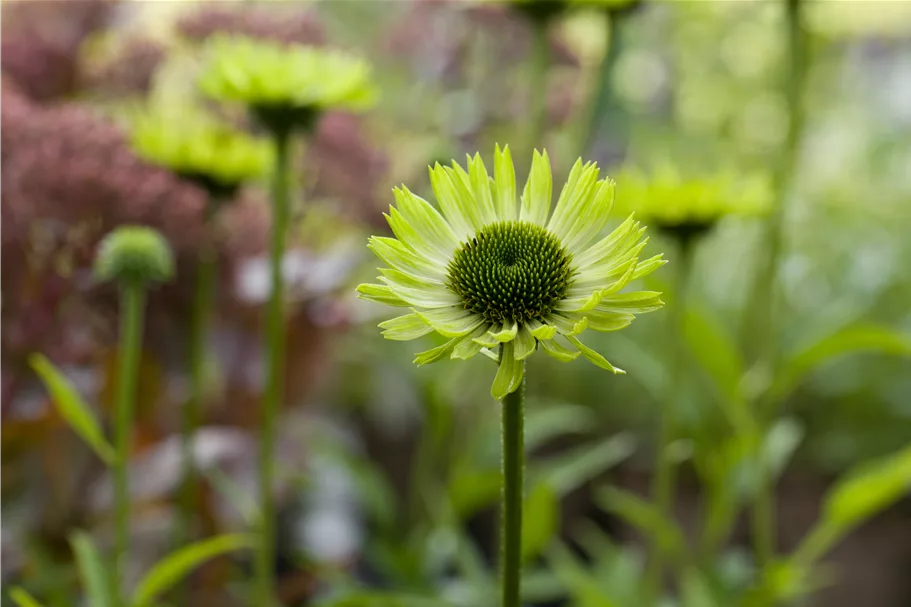 Echinacea purpurea 'Green Jewel'