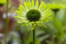 Echinacea purpurea 'Green Jewel'