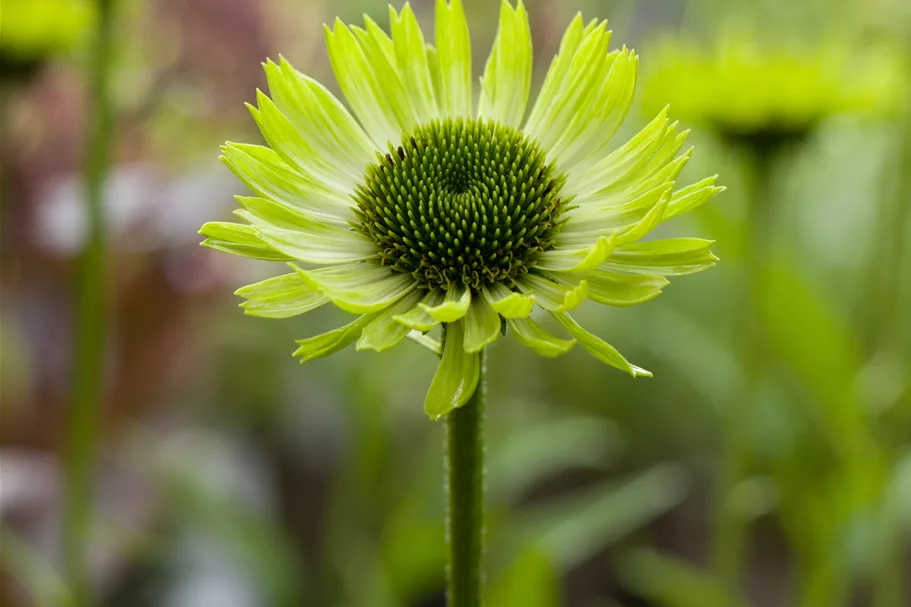 Echinacea purpurea 'Green Jewel'