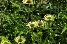 Echinacea purpurea 'Green Jewel'
