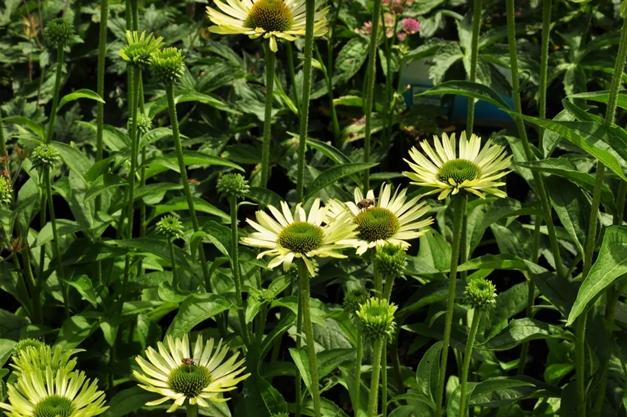 Echinacea purpurea 'Green Jewel'