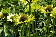 Echinacea purpurea 'Green Jewel'