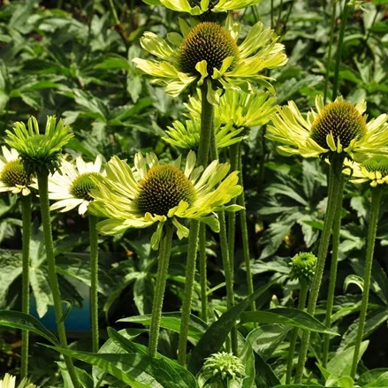 Echinacea purpurea 'Green Jewel'