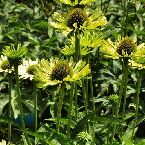 Echinacea purpurea 'Green Jewel'