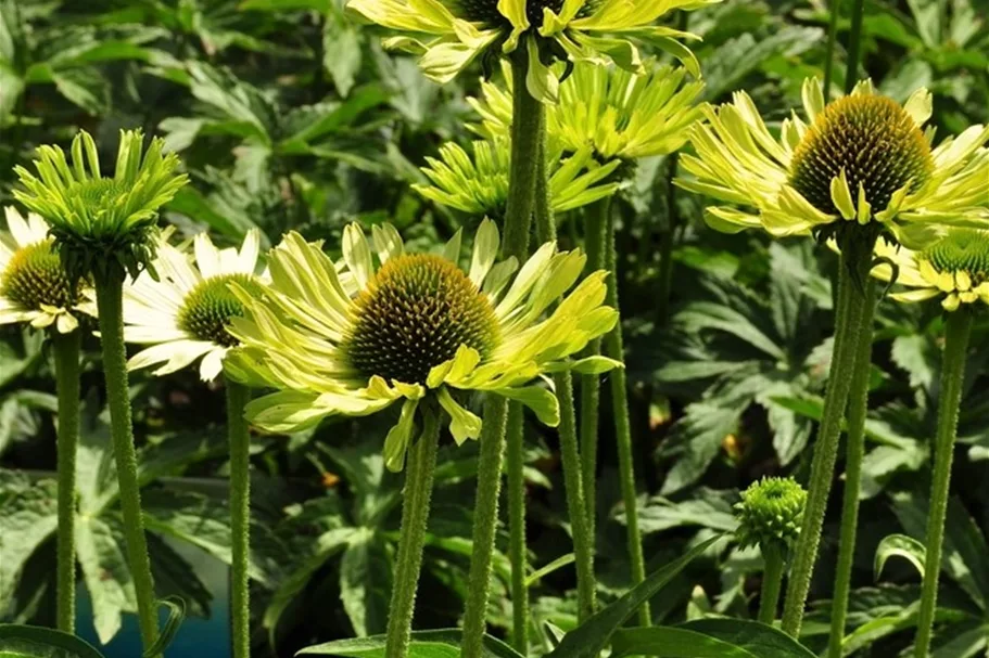 Echinacea purpurea 'Green Jewel'