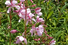 Epilobium angustifolium 'Stahl Rose' Staude im 9x9 cm Vierecktopf