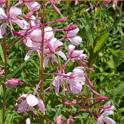 Epilobium angustifolium 'Stahl Rose'