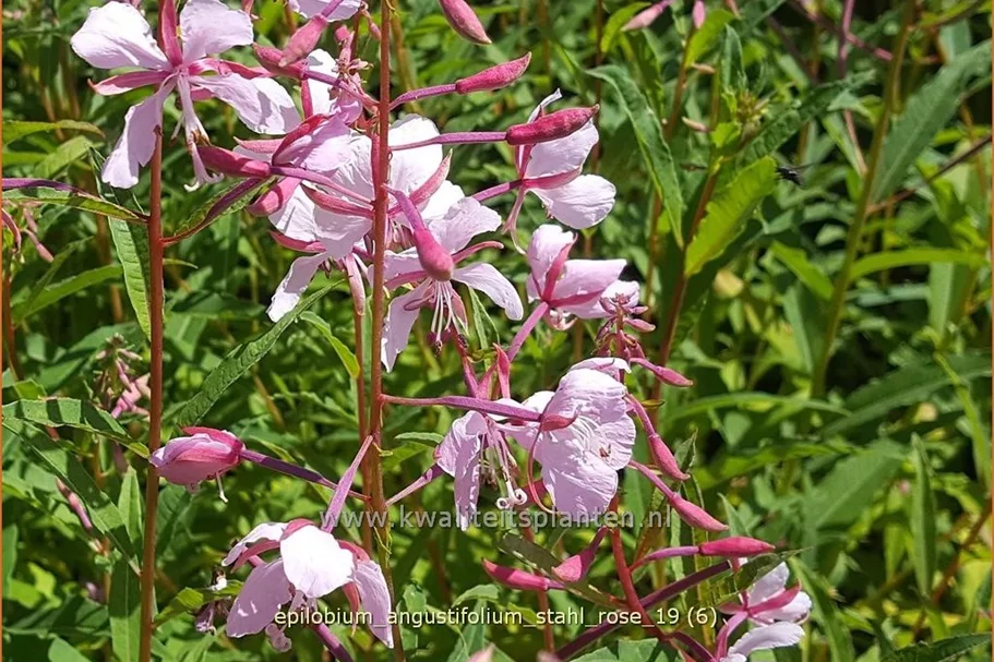 Epilobium angustifolium 'Stahl Rose' Staude im 9x9 cm Vierecktopf