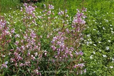 Epilobium angustifolium 'Stahl Rose' Staude im 9x9 cm Vierecktopf