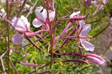 Epilobium angustifolium 'Stahl Rose' Staude im 9x9 cm Vierecktopf