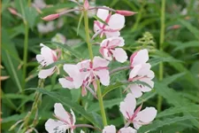 Epilobium angustifolium 'Stahl Rose' Staude im 9x9 cm Vierecktopf