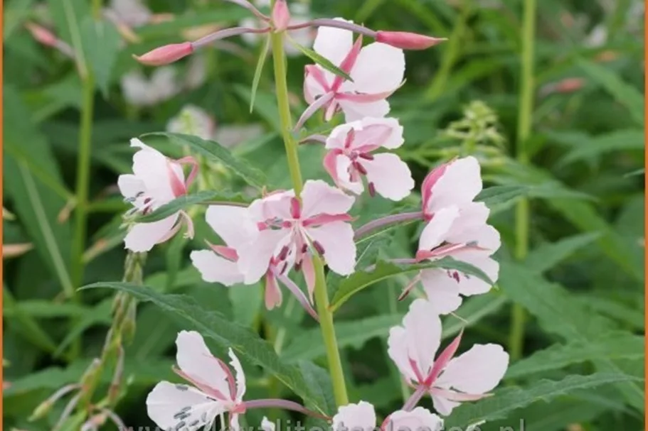 Epilobium angustifolium 'Stahl Rose' Staude im 9x9 cm Vierecktopf