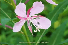 Epilobium angustifolium 'Stahl Rose' Staude im 9x9 cm Vierecktopf