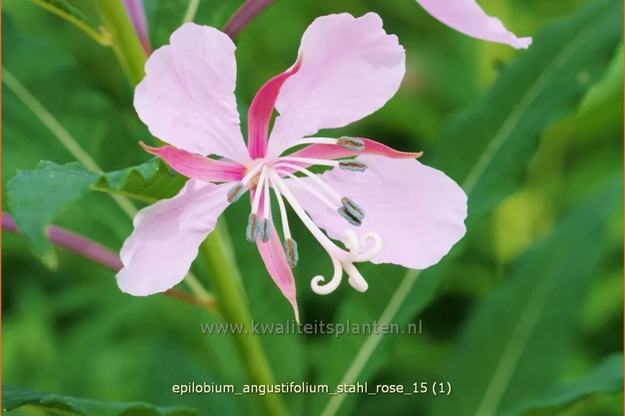 Epilobium angustifolium 'Stahl Rose' Staude im 9x9 cm Vierecktopf
