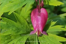 Dicentra formosa 'Bacchanal'