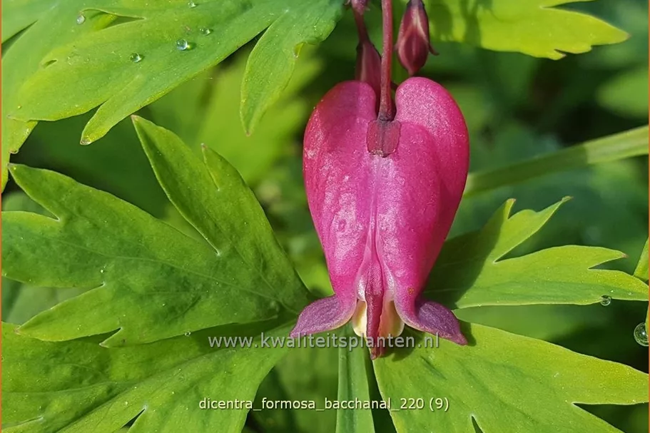 Dicentra formosa 'Bacchanal'