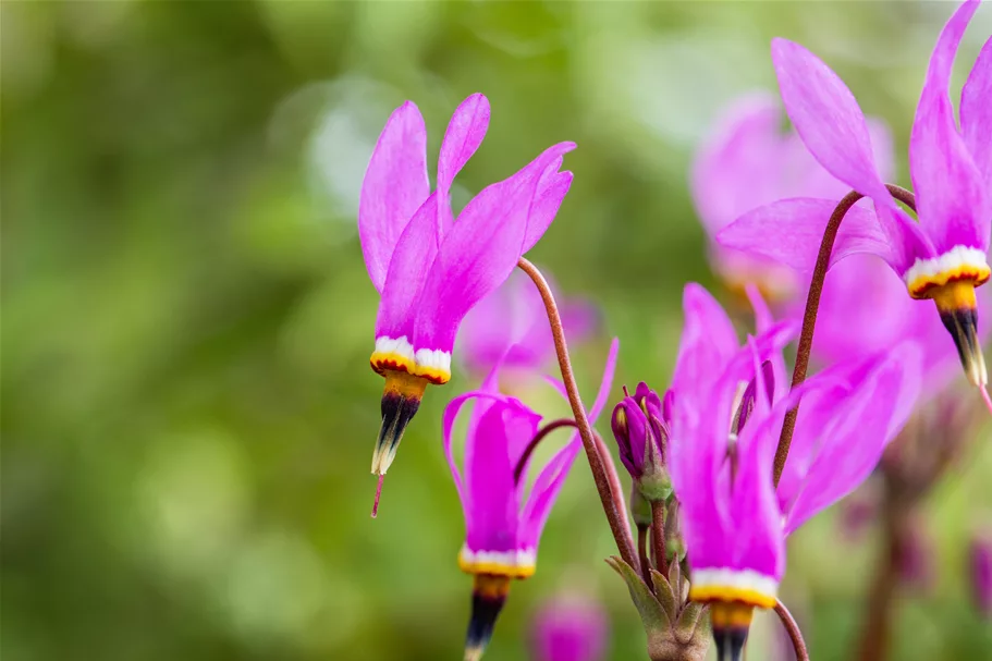 Dodecatheon pulchellum 'Red Wings'