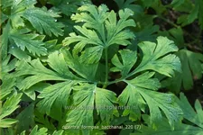Dicentra formosa 'Bacchanal'