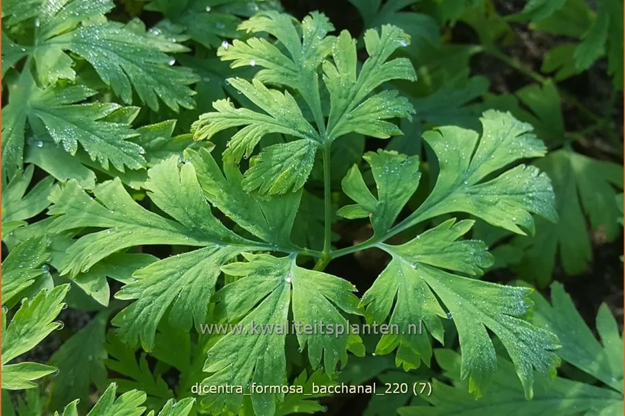 Dicentra formosa 'Bacchanal'