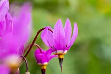 Dodecatheon pulchellum 'Red Wings'