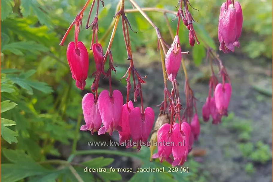 Dicentra formosa 'Bacchanal'