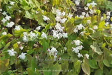 Epimedium x cultorum 'Alabaster'