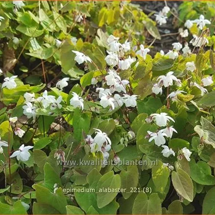 Epimedium x cultorum 'Alabaster'
