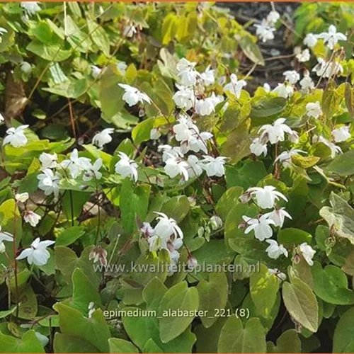 Epimedium x cultorum 'Alabaster'
