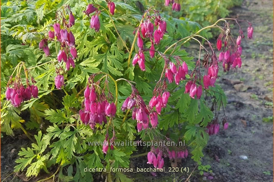 Dicentra formosa 'Bacchanal'