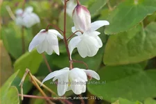 Epimedium x cultorum 'Alabaster'
