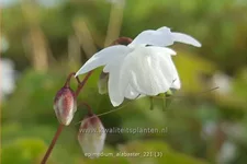 Epimedium x cultorum 'Alabaster'