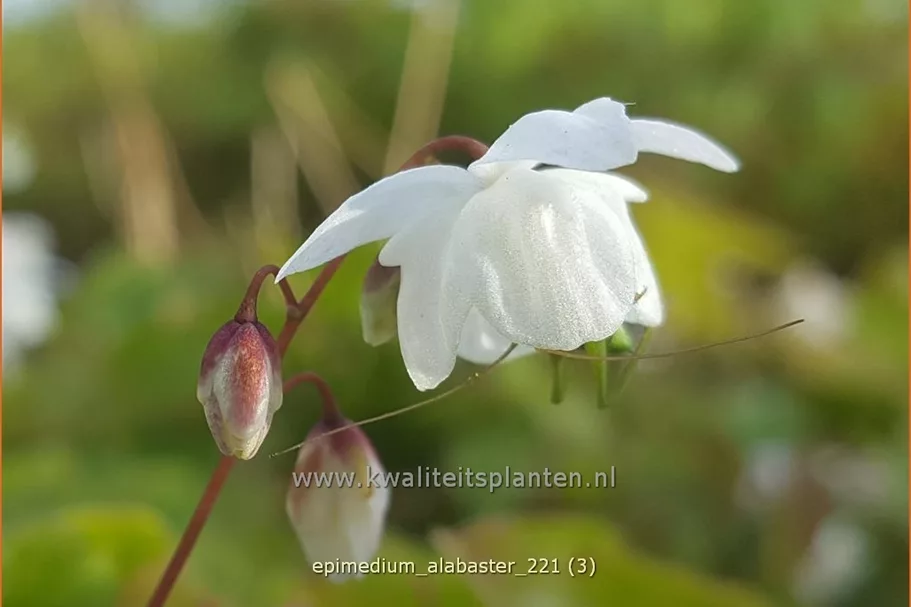 Epimedium x cultorum 'Alabaster'