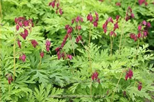 Dicentra formosa 'Bacchanal'