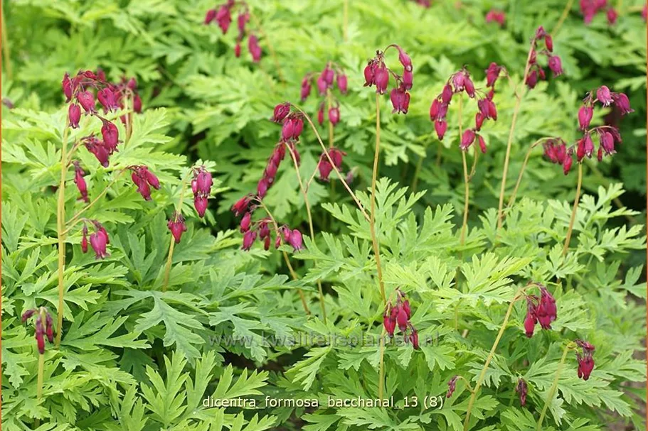 Dicentra formosa 'Bacchanal'
