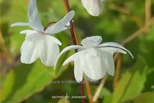 Epimedium x cultorum 'Alabaster'