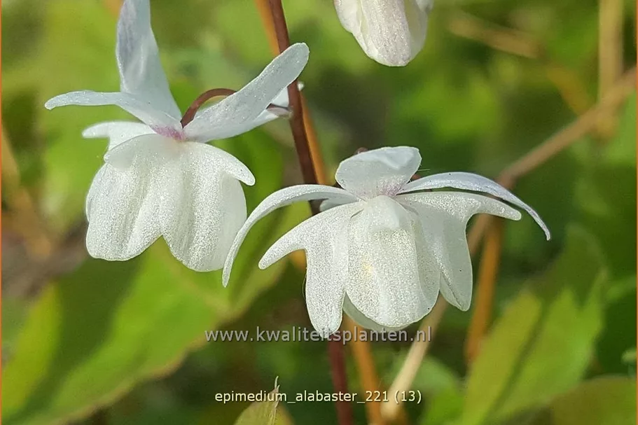Epimedium x cultorum 'Alabaster'