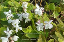Epimedium x cultorum 'Alabaster'