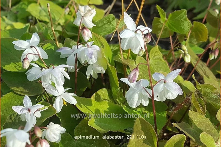 Epimedium x cultorum 'Alabaster'