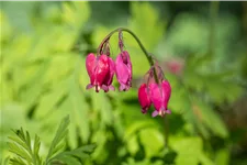 Dicentra formosa 'Bacchanal'