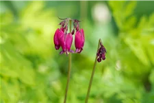 Dicentra formosa 'Bacchanal'