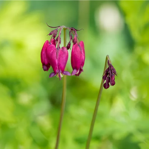 Dicentra formosa 'Bacchanal'