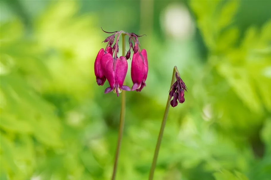 Dicentra formosa 'Bacchanal'