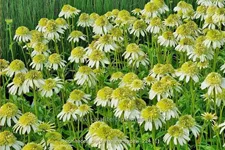 Echinacea purpurea 'Honeydew'
