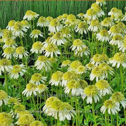 Echinacea purpurea 'Honeydew'